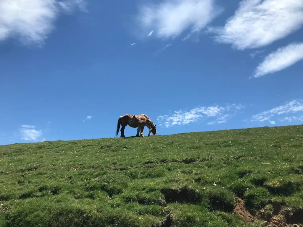 La Transhumància a la Vall Fosca